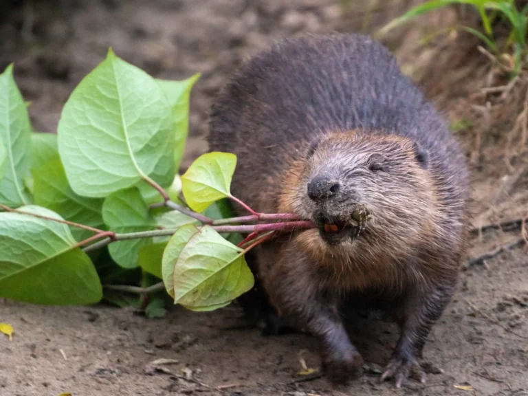 A family of beavers, including small kits, at a nature reserve in Cornwall.