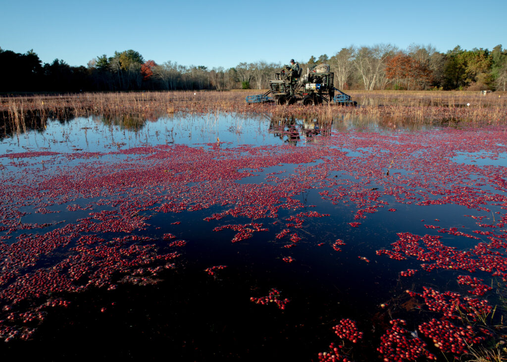 Native plants growing in Massachusetts wetland restoration project