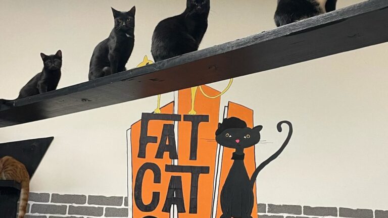 Visitors enjoying coffee with adoptable cats at Fat Cat Cafe in Tallahassee