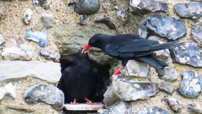 Dover Castle, the historic site where a wild red-billed chough recently fledged.
