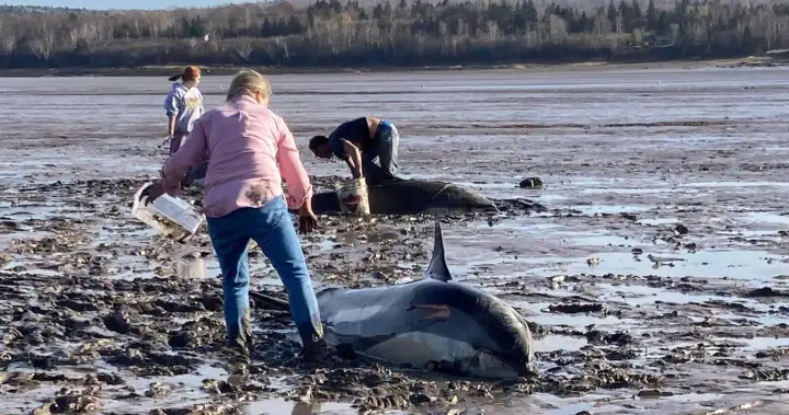 Community comes together to rescue stranded dolphins in Digby