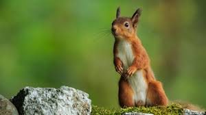 A Landmark for UK Wildlife Restoration: How Aberdeen, Scotland Became the First City to Welcome Back the Red Squirrel in 2025